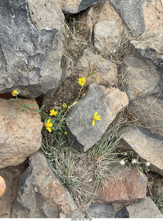 Northgate Peaks trail - vista view - flowers
