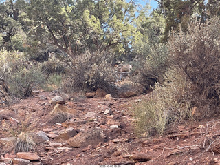 Zion National Park - big horn sheep