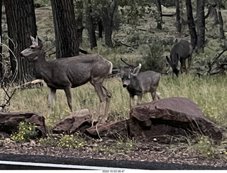 Zion National Park - mule deer