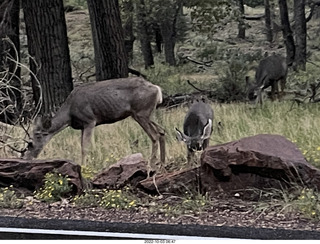 Zion National Park - mule deer