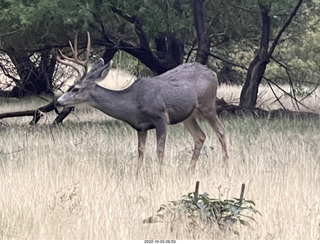 Zion National Park - mule deer with antlers