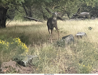 Zion National Park - mule deer with antlers