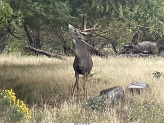 Zion National Park - mule deer