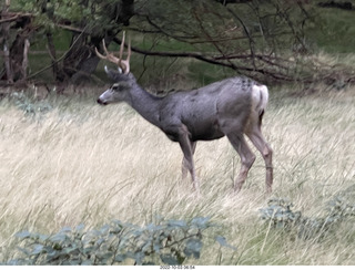 Zion National Park - mule deer with antlers