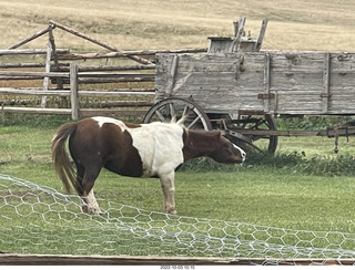 restaurant stop on road to Mt. Carmel - small horse