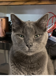 my cats Devin and Jane