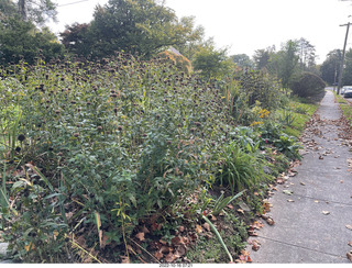 Philadelphia - Elkins Park - garden
