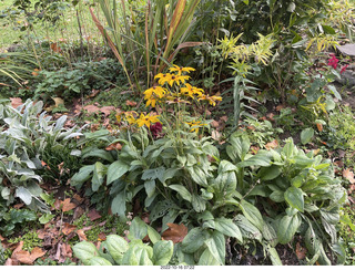 Philadelphia - Elkins Park - flowers