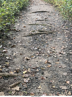 Philadelphia - Melrose Park - Tookany Creek Parkway - lots of tree roots