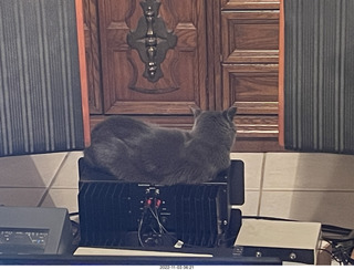 my cat Jane on the Eagle 2 amp