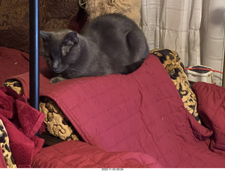 Adam and cat Jane on the chair
