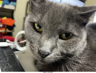 close-up of my cat Jane