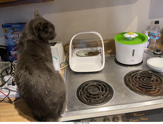 my cat Devin and the feeder, all gone on just one side