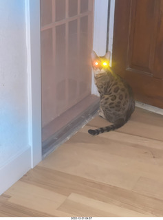 cat Pickle