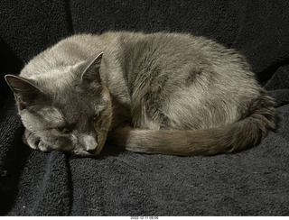 my cat Jane on my Eagle 2 amplifier behind my Quad ESL