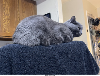my cat on my office chair