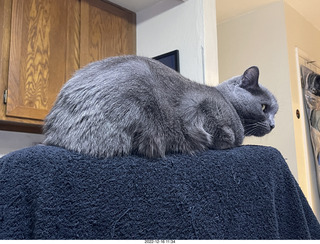 my cat Jane atop my chair