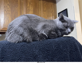 my cat Jane on a chair