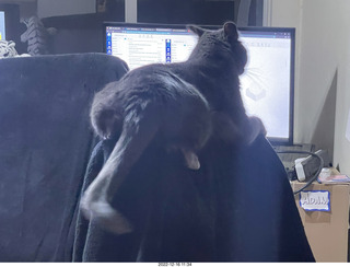 my cat Jane on a chair