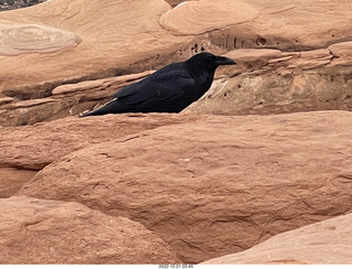 143 a1n. Arches National Park - Delicate Arch area + raven