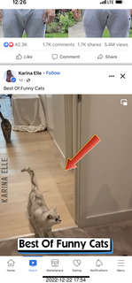 Facebook - best of funny cats