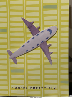 kitten Pickle and cat Potato kitten Pickle and cat Potato in the car