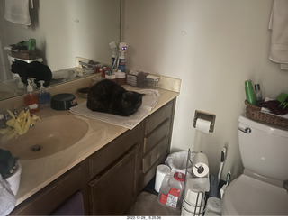 cat videos when Jane and Miss Pris fought