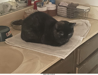 cat videos when Jane and Miss Pris fought