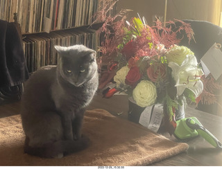 my cat Jane on my middle-room table with floral arrangement