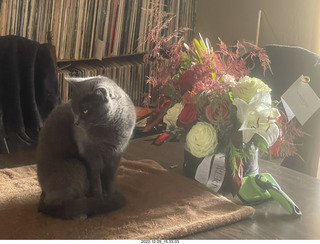 my cat Jane on my middle-room table with floral arrangement