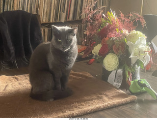 my cat Jane on a chair