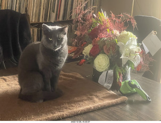 my cat Jane on a chair