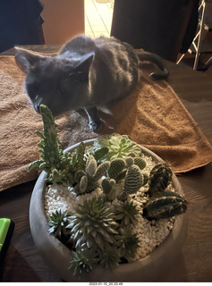 my cat Jane explores the cactus arrangement
