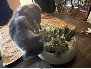 my cat Jane explores the cactus arrangement