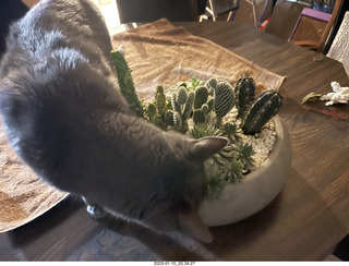 my cat Jane explores the cactus arrangement