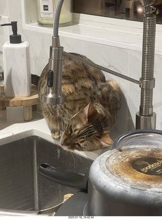 cat Pickle