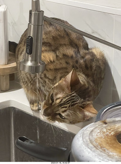cat Pickle drinking from sink faucet