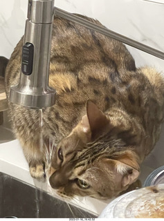 cat Pickle drinking from sink faucet