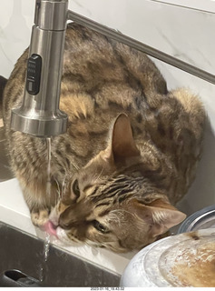 cat Pickle drinking from sink faucet
