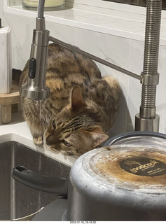 cat Pickle drinking from sink faucet