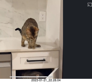 cat Pickle drinking from sink faucet