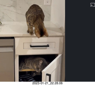 cat Pickle drinking from sink faucet