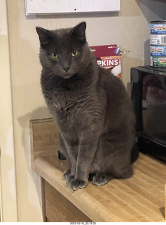 my cats Devin and Jane