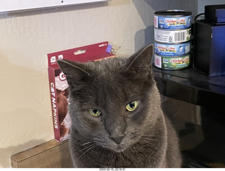 my cats Devin and Jane