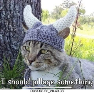 Facebook - cat - I should pillage something