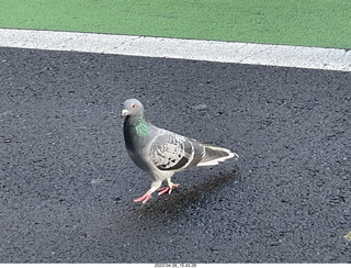 170 a1s. New Zealand - Auckland - pigeon, just like home