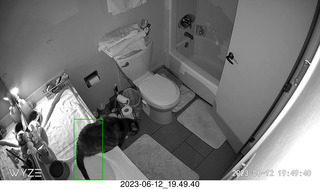 my cats Devin and Jane