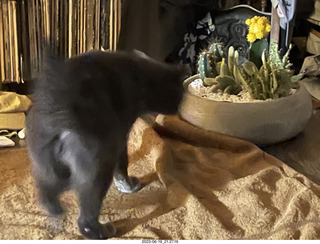 my cat Jane and my new-plants cactus planter