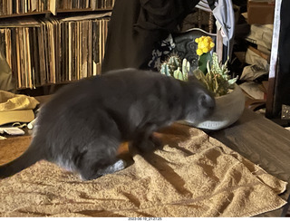 my cat Jane explores the cactus arrangement