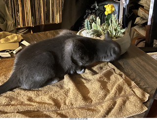 my cat Jane and my new-plants cactus planter